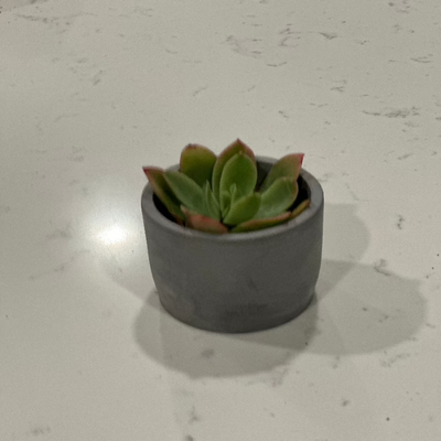 Succulents in Decorative Planters for Home Décor | workboots&glasses